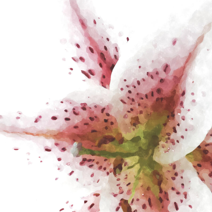 Digital, 2022 - A stargazer lily blooms, its petals a blend of soft white and vibrant pink, textured with dark magenta spots. The center of the flower transitions into a mossy green and warm yellow-brown, with sheer splatters radiating outward.