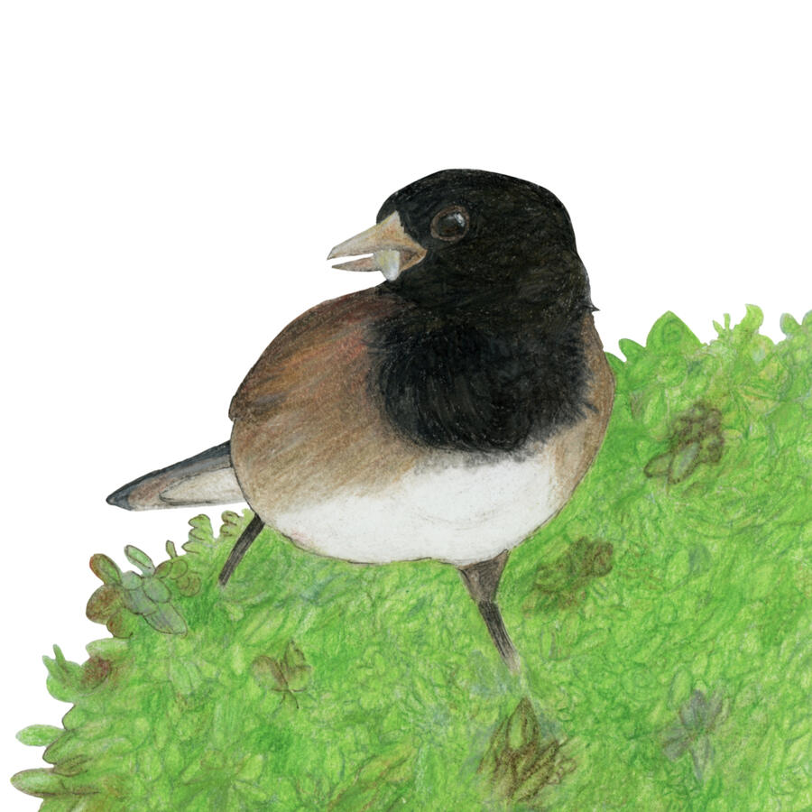 Color pencil & ink on paper, 2021 - A dark-eyed junco perches atop a lush green potted plant, holding a small seed in its beak. The bird has a black head and throat, warm brown sides, a pale belly, and a gray tail.