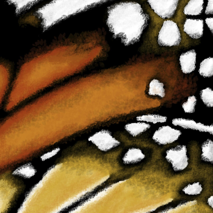 Digital in Photoshop, 2019 - A close-up study of a butterfly wing, with layered bands of golden yellow and deep orange, bordered by black and scattered white spots.