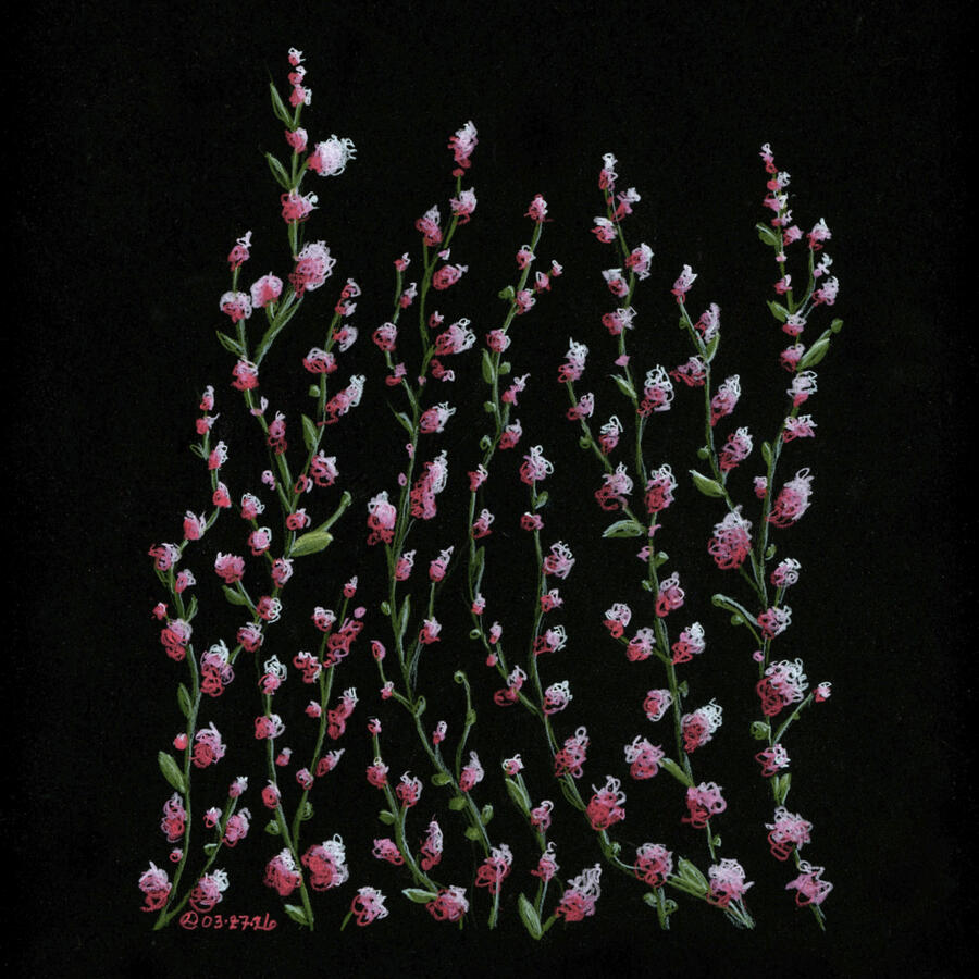Color pencil on black paper, 2026 - A cluster of delicate blossoms climbs upward in slender, uneven stems against a dark background. Each flower is loosely sketched, with curly, threadlike petals. Sparse green leaves punctuate the stems, adding contrast.